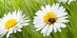 Incoterms: Einpunkt oder Zweipunkt?