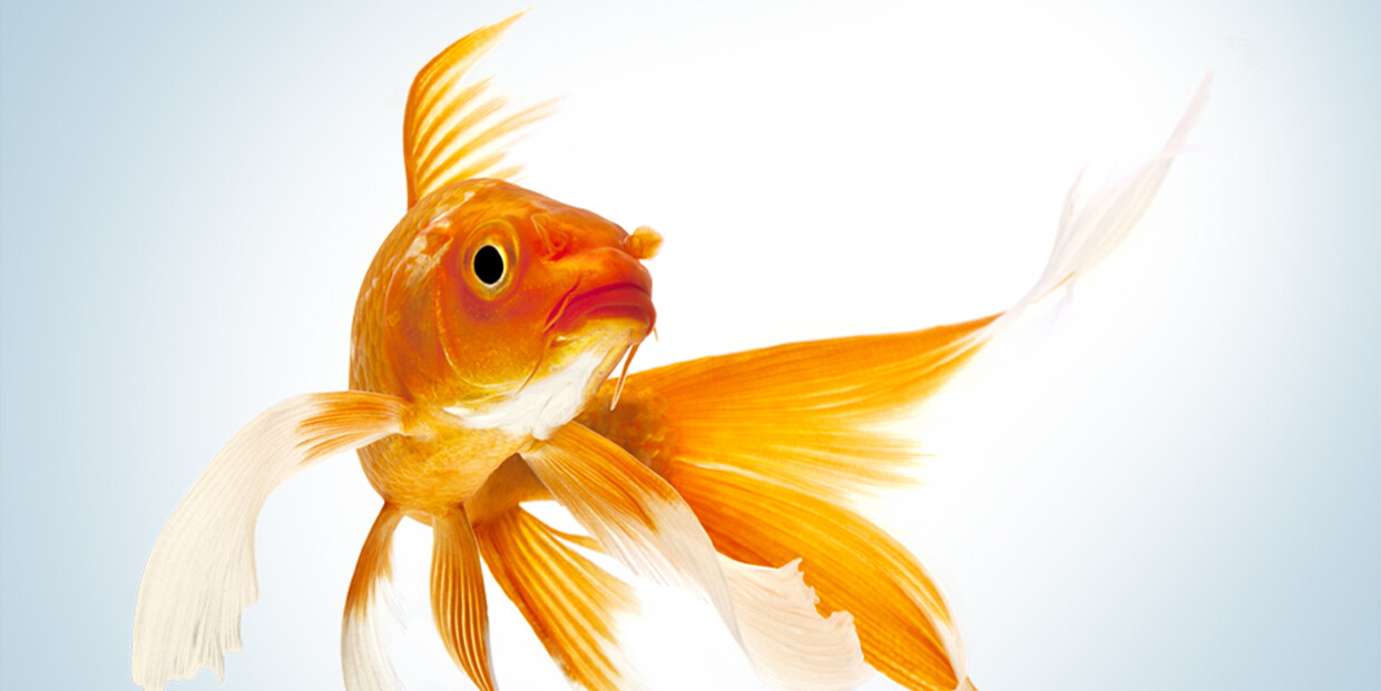 Urban myths, smart goldfish, and US export controls