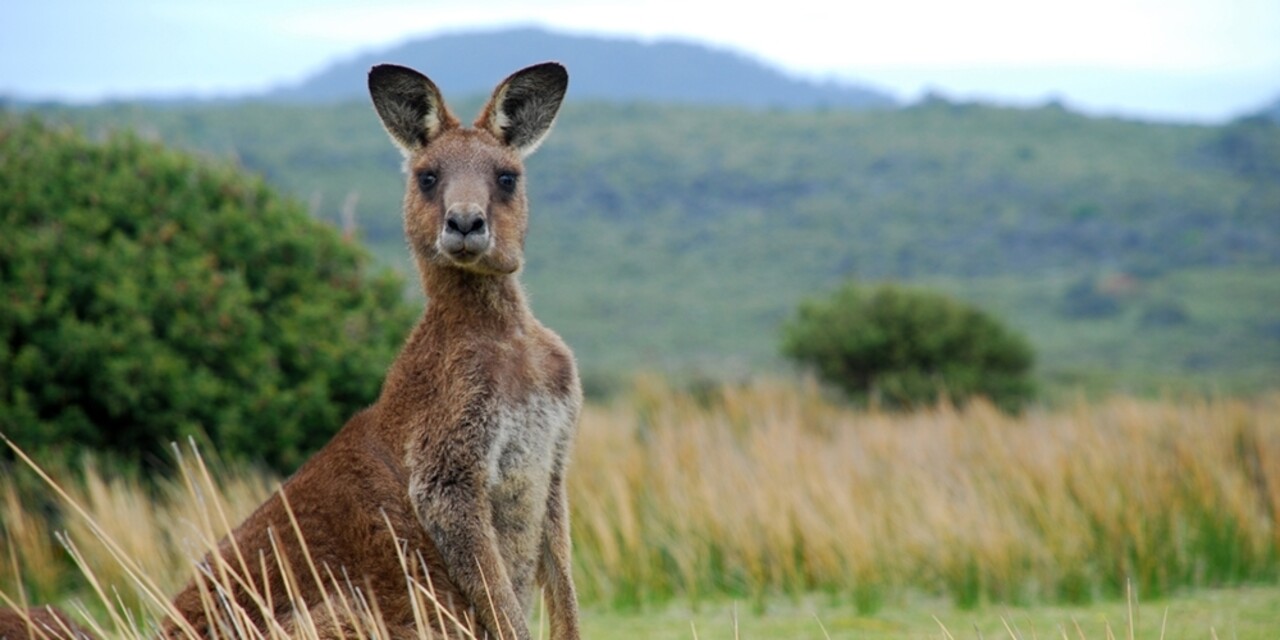 Trading with Australia? Check the Consolidated List (AUCL).