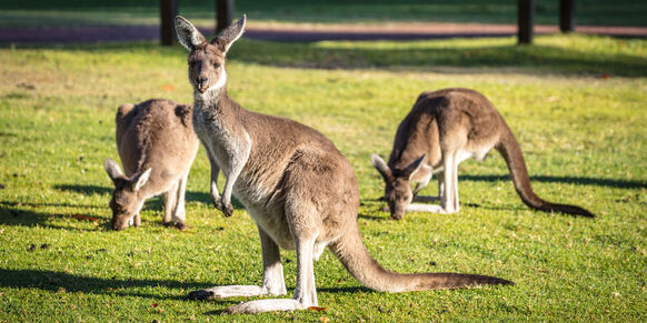 Was ist zu beachten bei Ausfuhren nach Australien? Ein Mitglied der AEB Community fragt nach.
