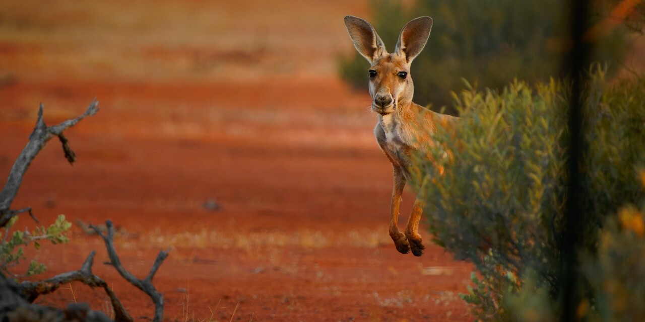 Neue Chancen der EU durch Abkommen mit Australien 