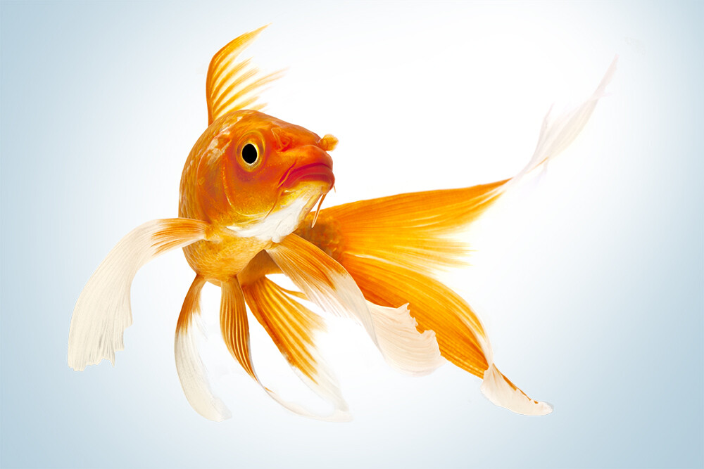 Urban myths, smart goldfish, and US export controls